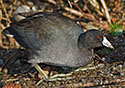 Fulica americana